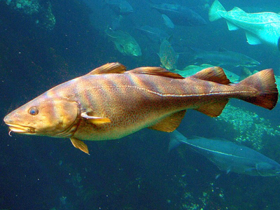 In 1992, Canada's cod moratorium put 30,000 Newfoundlanders out of work; 32 years later, crab and shrimp have replaced cod and doubled the catch's value