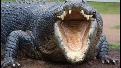 3yo falls into zoo enclosure despite high fences and is critically injured by a crocodile. Then the police make an arrest for attempted murder