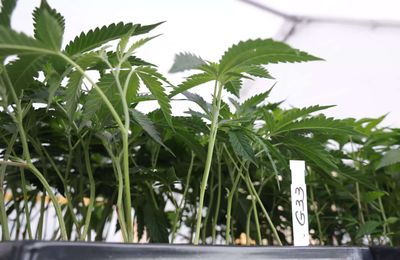Cannabis-derived aroma compounds show surprising potential to relieve chronic pain in fibromyalgia and post-surgical models, shows research