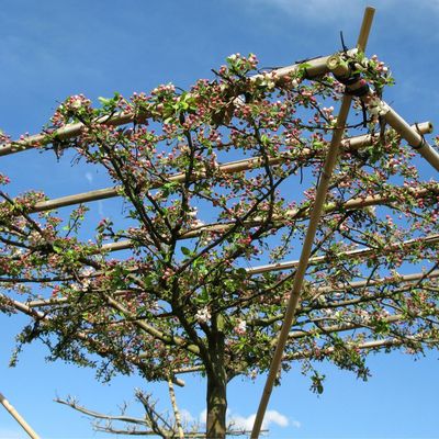 Nigella Lawson's parasol trees are a beautiful way to create natural shade in the garden – I asked the experts how easy it is to recreate the look at home