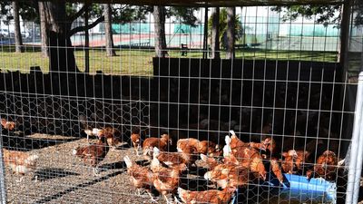 Bird flu outbreak could leave industry devastated