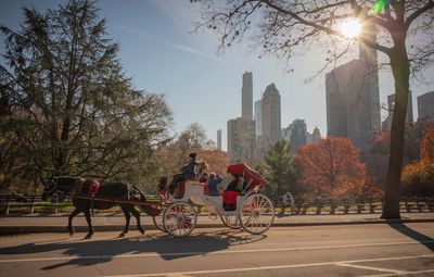 Tragedy renews calls of NYC carriage ban