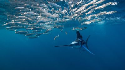 Diagnostic dilemma: A fish stabs a man through the throat and the base of the skull