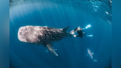 Diver snaps award-winning underwater shot of whale shark using modified 35-year-old fisheye lens
