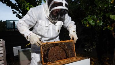 Sweet relief: emergency worker fighting fire with honey