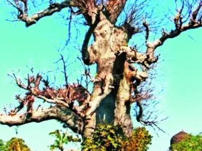 GI tag puts Mandu's Khurasani Imli on the global map