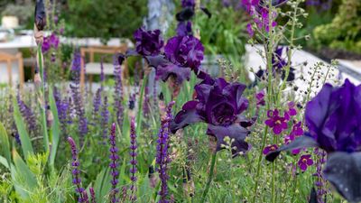 5 Reasons Why Designers Are 'Color-Drenching' Modern Gardens With This Versatile Palette — And How They Use It in Their Designs to Define a 'Mood'