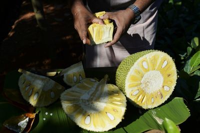 Scientists Made a Gum Disease Gel from Jackfruit Latex, Pomegranate Peel, and Simvastatin — Fights Infection, Reduces Inflammation, and Regrows Bone