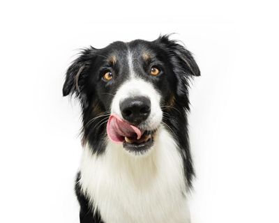 Nipple cream and marbles: a few of the things our dogs love to eat