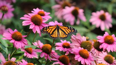 What to Do With Coneflowers in June – 6 Jobs Garden Experts Never Skip to Unlock Months of Color