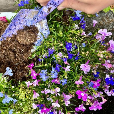 My plants can cope with both heatwaves and heavy downpours thanks to this 'magic' mulch – they're thriving because of it