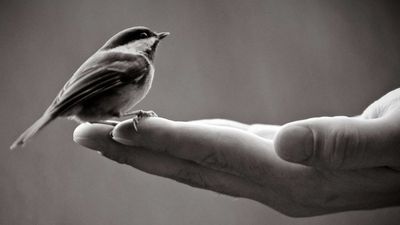Spanish proverb of the day: 'A bird in hand is worth more than a hundred flying around' and why certainty often beats risky rewards
