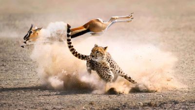 Portuguese proverb of the day: 'One day belongs to the prey, another to the hunter' and the reminder that fortunes can change without warning