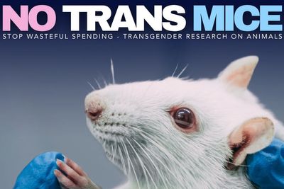 Nancy Mace mocked online after posting about ‘trans’ mice in research