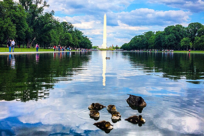 Dead Duckling Found at Lincoln Memorial Reflecting Pool Amid Trump's $14M Renovation Disaster