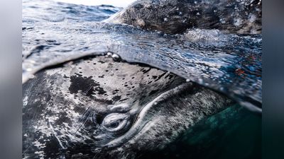 Colossal underwater caves and playful bear cubs among winning scenes from World Oceans Day photography competition