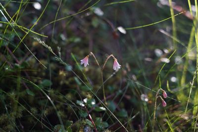 Country diary: Somewhere in the vast forest is a miniature one