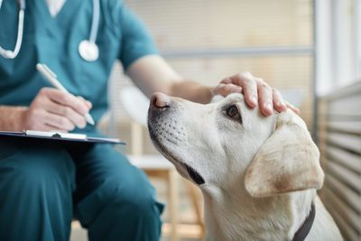 A pet emergency can cost $8,000. For millions of Americans, that bill is now a ‘life and death’ decision