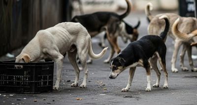 Gaur City 2 Resident Assaulted Over Dog Feeding Dispute; Woman Suffers Fractured Finger