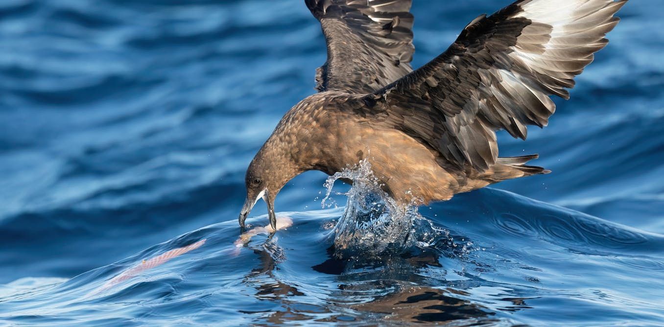 H5N1 Bird Flu Reaches Australia, Now Present on All Continents | Quick Digest