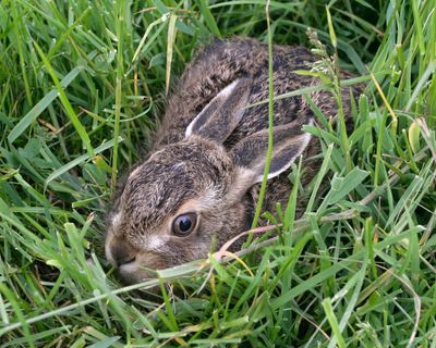 The Leveret By Anna Goldreich review – a hare mends the pain of baby loss