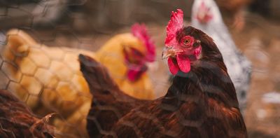 What’s the risk of humans getting sick from bird flu?