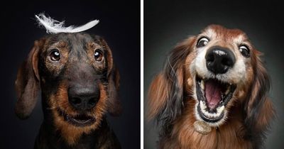 30 New Beautiful Portraits Of Senior Dogs By This Photographer, Celebrating Their Wisdom