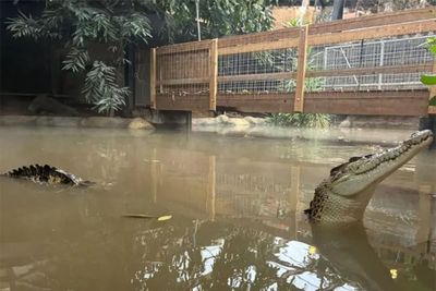 Boy, 3, injured in zoo crocodile attack is in stable condition