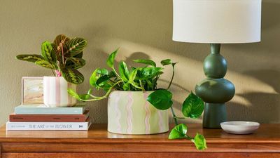 The Final Trick to Help Your Houseplants Stop Drooping During a Heatwave? An Aspirin — Here's Why Some Plant Doctors Say It'll Help