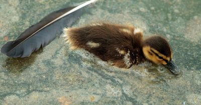Duckling found dead in water after Donald Trump's botched Reflecting Pool renovation