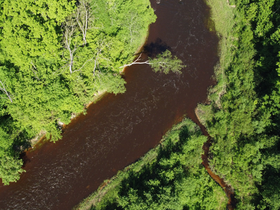 Cleaner-looking lakes are not always better; as freshwater turns brown across North America and Europe, trout, bass, perch and whitefish decline