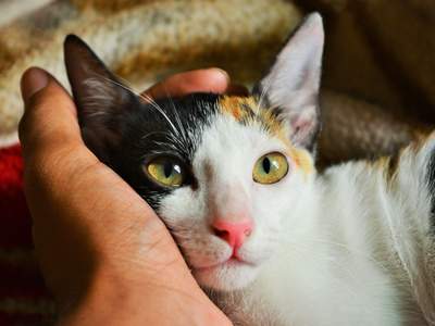 Scientists just tracked 188 pet owners in the Netherlands for five days, and the surprising twist is that dogs and cats both lifted mood a little, but only one might be making stress worse