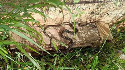 Holiday islands under pressure: The snake invasion threatening Ibiza and Mallorca