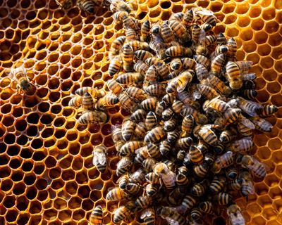 Two million bees escape after truck carrying hives overturns in Texas