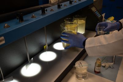 H5N1 Bird Flu Detected in Wastewater of 10 Texas Cities, Including Houston, Through TexWEB Surveillance Network