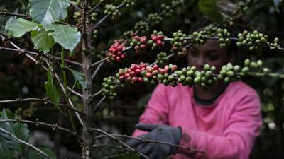'Poison in your coffee' report sounds alarm over widespread pesticide use