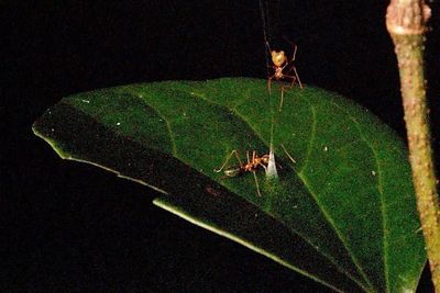 New spider that hunts dangerous ants using a spring-loaded trap discovered by scientists in Australia