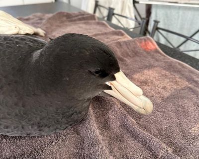 Brown skuas and giant petrels rarely make landfall. When they were found in WA, scientists feared ‘bad news’ for wildlife