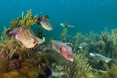Whyalla wipeout fears: cuttlefish usually gather in their thousands, but few have appeared since a massive algal bloom