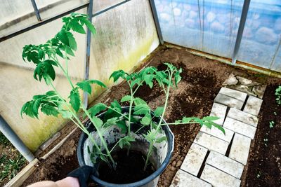 9 Easy Crops That Grow Surprisingly Well in Buckets