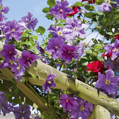 What to do with clematis in June for beautiful, abundant blooms and strong growth