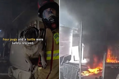 Turtle and pugs saved from trailer home inferno in dramatic rescue