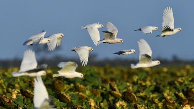 Reports for sick birds surge but no new cases detected