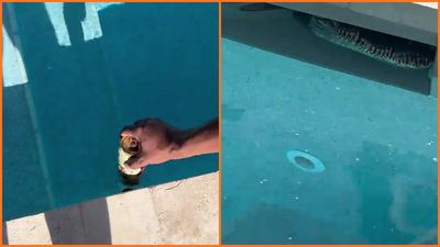 ‘What is in this pool?’: Couple investigates a mysterious scaly object spotted in their Florida Airbnb’s swimming pool while on their honeymoon