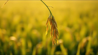 Malay proverb of the day on humility and resilience: Follow the nature of the rice plant; the more grains it bears, the lower it bows