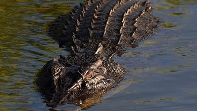 Boy 'in stable condition' after croc enclosure incident