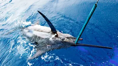 Competitive fishermen catch $6.5m, nearly 1k-pound marlin in North Carolina. Then scientists looked inside