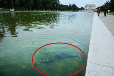 Trump says ‘vandals’ poured chemicals into the Reflecting Pool after his team used bleach to treat the algae