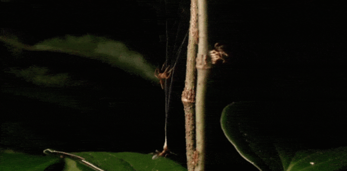 This tiny Australian spider uses a high-powered web catapult to trap and eat aggressive ants