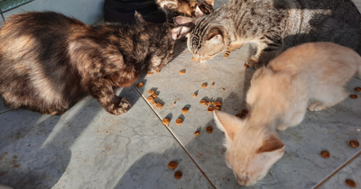 Several Rescued Cats Pregnant: Vietnam Police Rescue Over 500 Cats from Major Cat Meat Ring, 80 Dead